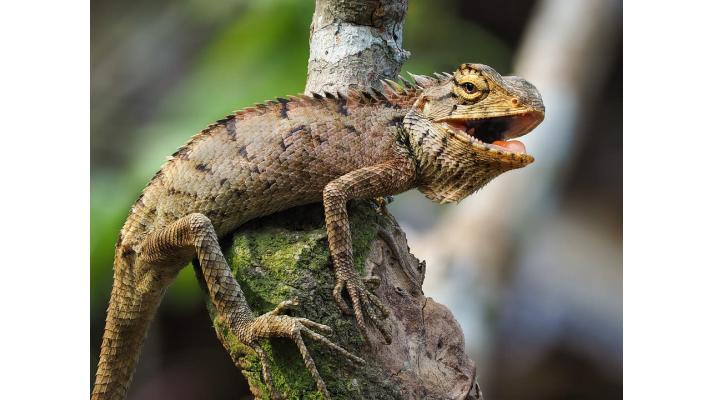Kvůli nezvykle chladnému počasí na Floridě padají ze stromů leguáni