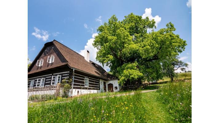Stromová eurovize začíná. Za Česko bude zpívat lípa