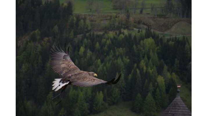 Vědci letos v NP Podyjí napočítali dosud nejvíce orlů mořských