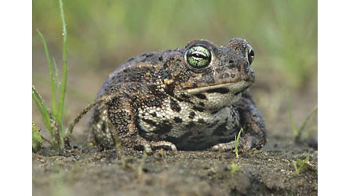 Areál bývalé skládky v Krnově se stal chráněnou plochou, důvodem je ropucha