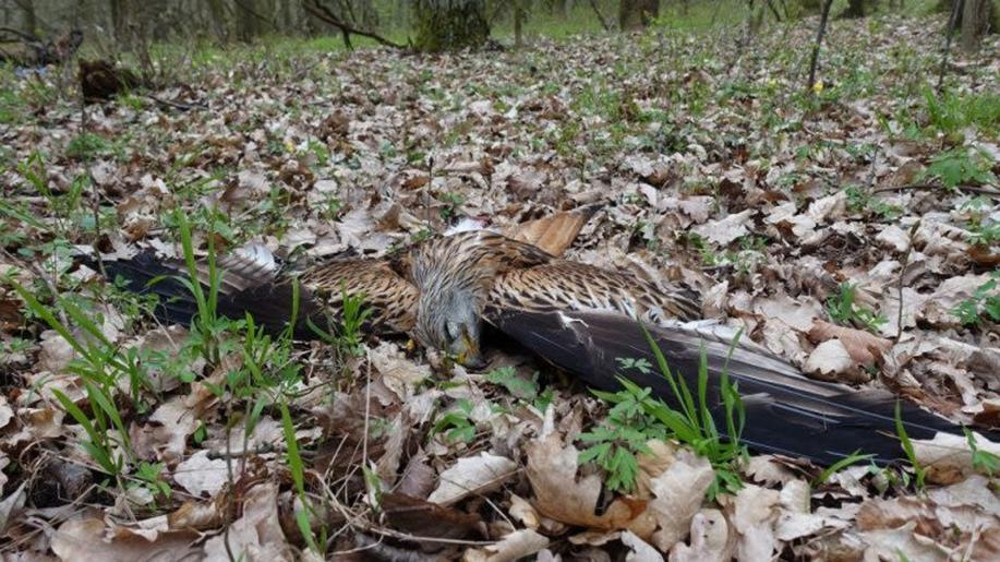 Vinen. Chovatel holubů a myslivec z Břeclavska zabil luňáky způsobem přivozujícím nepřiměřenou bolest a utrpení