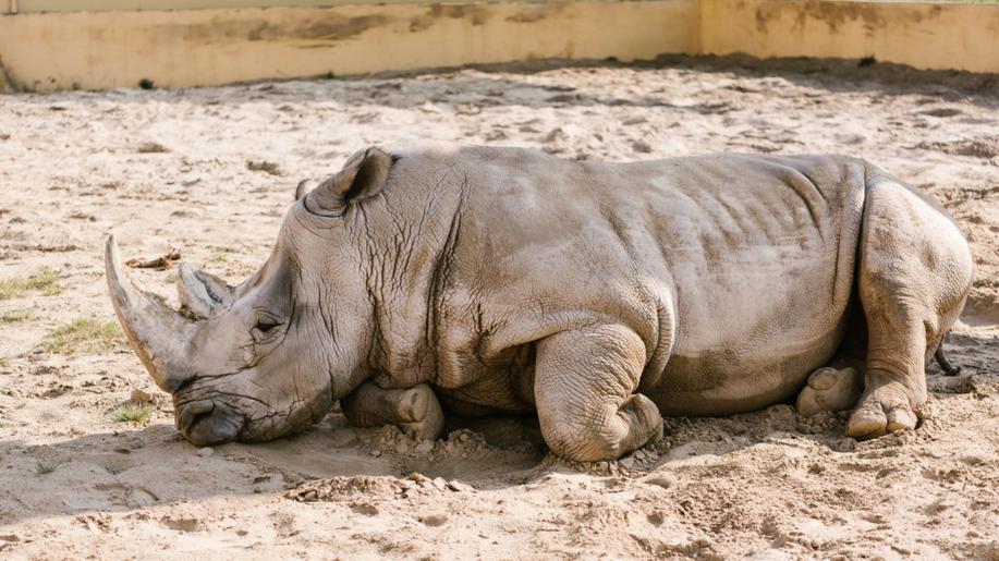 Vědci vytvořili prvotní zárodečné buňky z ohroženého severního bílého nosorožce