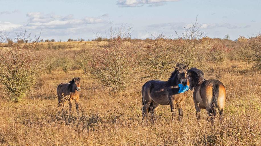 Vědci našli plasty v trusu velkých kopytníků. Zvířata to může ohrozit na zdraví 