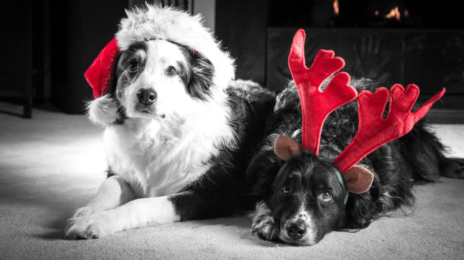 Aktivisté za práva zvířat na happeningu v Brně nabízeli místo kaprů vánoční psy