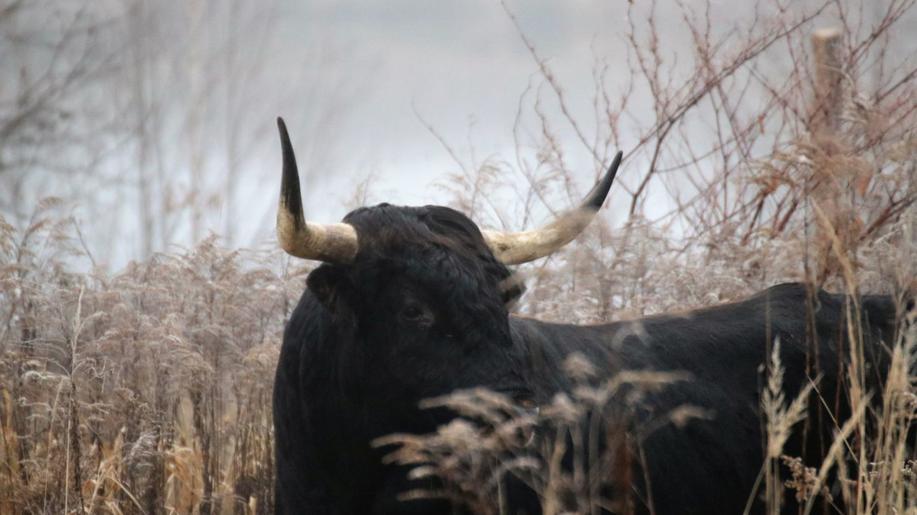 V Česku vzniká jedenáctá rezervace velkých kopytníků. Pratuři se zabydlují v Krnově  