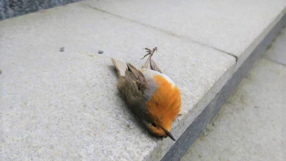 Bude už pro ptáky bezpečno? Česko má nové opatření, které pomůže chránit ptáky před nárazy do skel