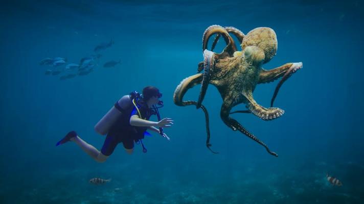 Hlubokomořské chobotnice zabydlují lidské odpadky, zjistili vědci