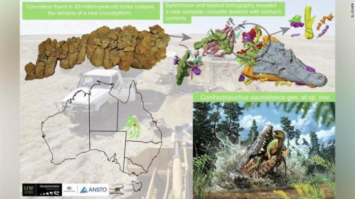 Nově objevený druh pradávného krokodýla měl v žaludku dinosauří mládě