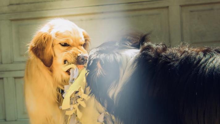 Veterinářům rostou počty domácích mazlíčků z Ukrajiny, očekávají nové infekční nemoci