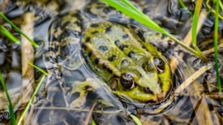 Samčí převaha. Skokani zelení v Poodří kradou vajíčka příbuzným žábám