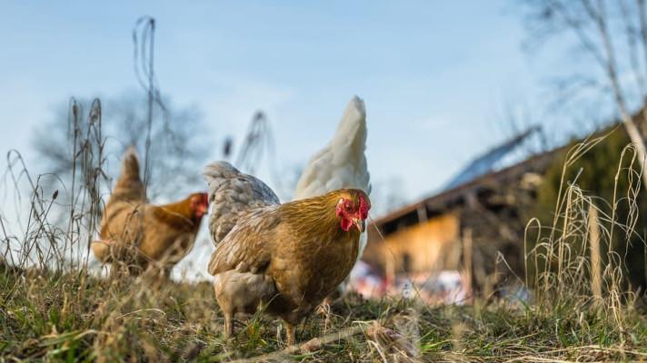 Veterináři ruší zákaz chovu drůbeže ve venkovních prostorech kvůli ptačí chřipce