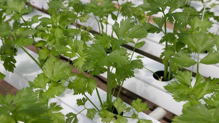Hydroponické pěstování šetří vodu a konkuruje kvalitou