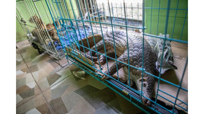 Záchrana ohrožených druhů zvířat a potírání pašeráků v Indonésii