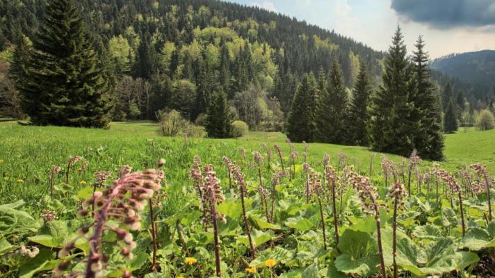 Péči o biotopy i zraněná zvířata podpoříme dvacetimilionovými dotacemi z PPK. Příjem žádostí je od neděle 1. května