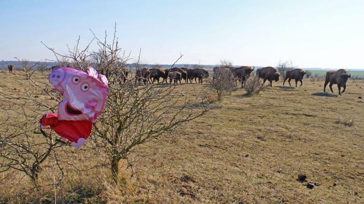 Čeští vědci hlásí epochální nález. V pastevní rezervaci Milovice objevili nový druh prasete