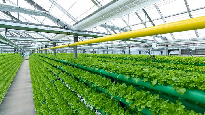 Maďaři poprvé ochutnají českou aquaponii