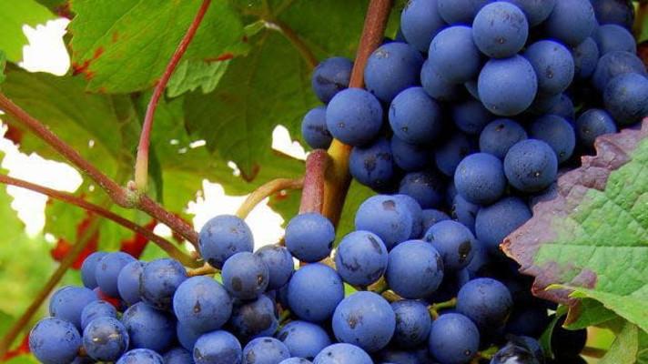 Vše, co potřebujete vědět o hroznech