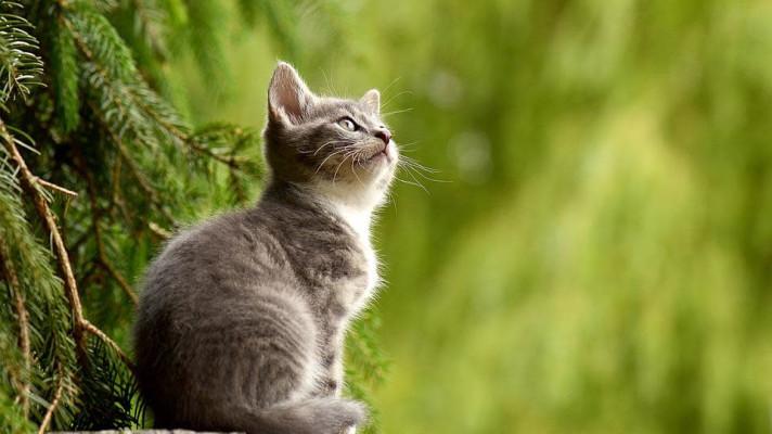 Populaci kočky divoké ohrožuje na Moravě a na Slovensku křížení s kočkou domácí