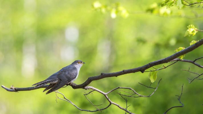 Lidské stavby, lov a změna klimatu jsou příčinou obrovského úbytku stěhovavých ptáků
