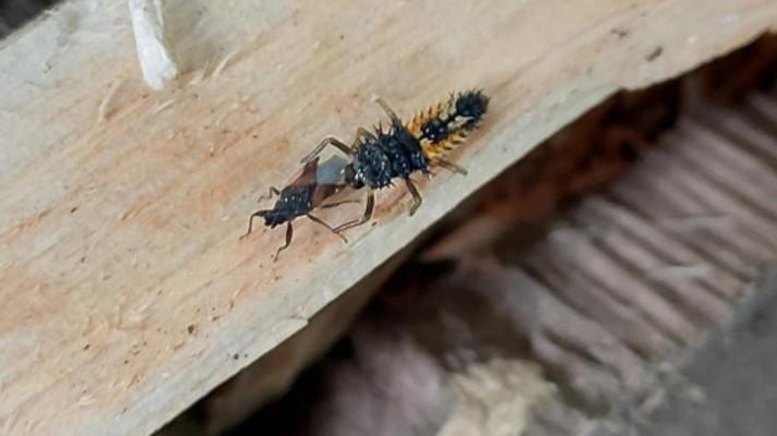 Více než 100 nadšenců se zapojilo do prvního pozorování BioBlitz v ČR