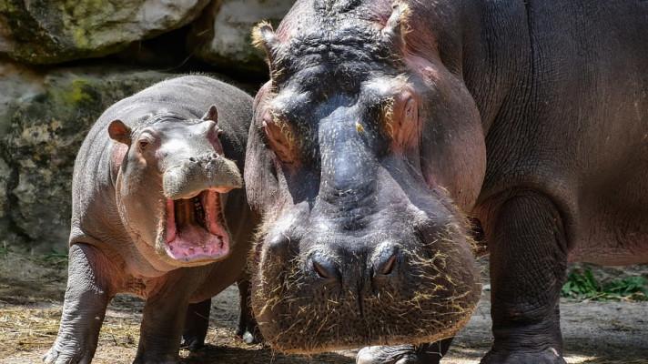 Africké státy vyzývají k zařazení hrochů na seznam nejohroženějších zvířat