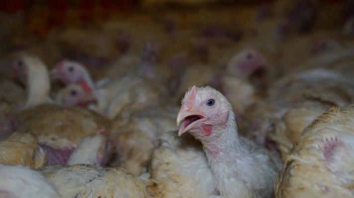 Přerostlá a polámaná rychlokuřata. Nové záběry ukazují, jak se v Česku chovají kuřata na maso