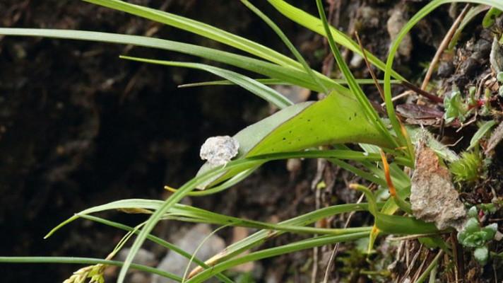 Botanici při průzkumu Velké kotliny našli rostliny, které považovali za vyhynulé
