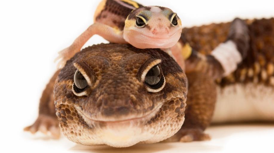 Mohutné vlny evoluce plazů souvisí s klimatickými změnami, uvádí studie