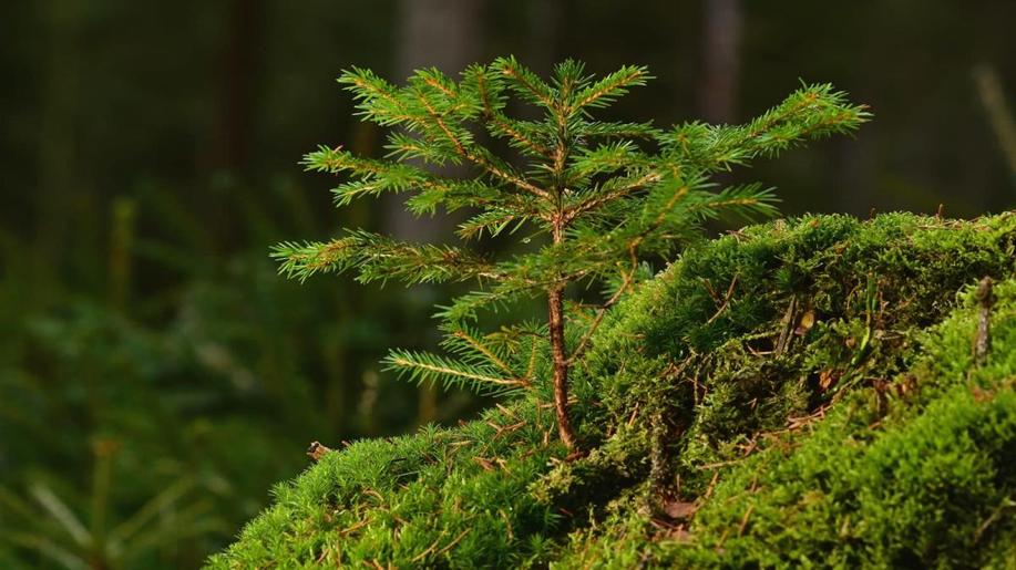 Základem kvalitního lesa je geneticky vhodný původní reprodukční materiál