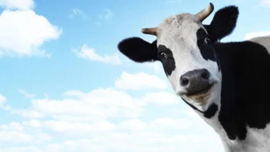 Irští farmáři tvrdí, že musí kvůli klimatickým cílům vybíjet krávy