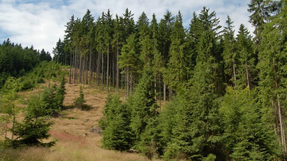 Klimatické faktory limitují růst smrku