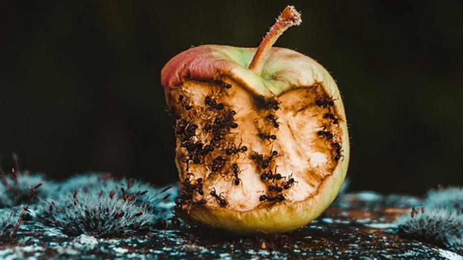29. září - Mezinárodní den osvěty o potravinových ztrátách a snižování plýtvání