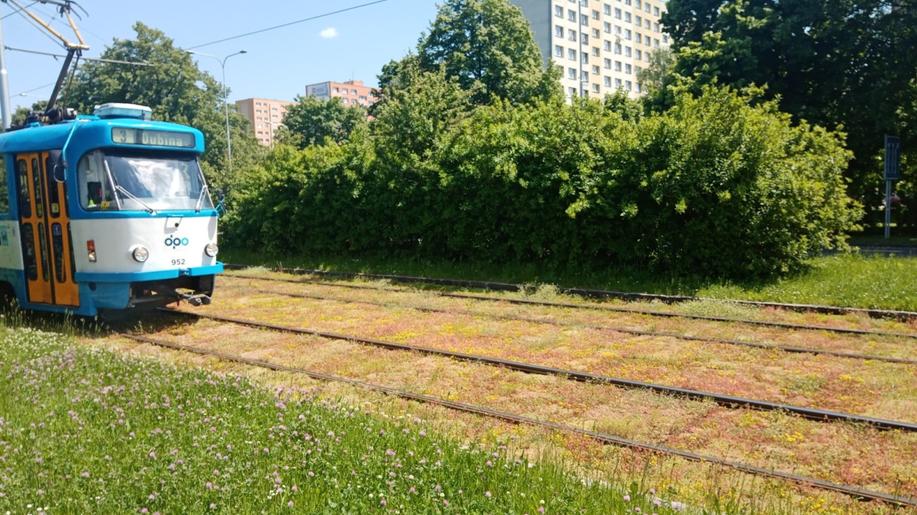 Ostrava zahájila v ulici Horní inovativní ozelenění tramvajové trati