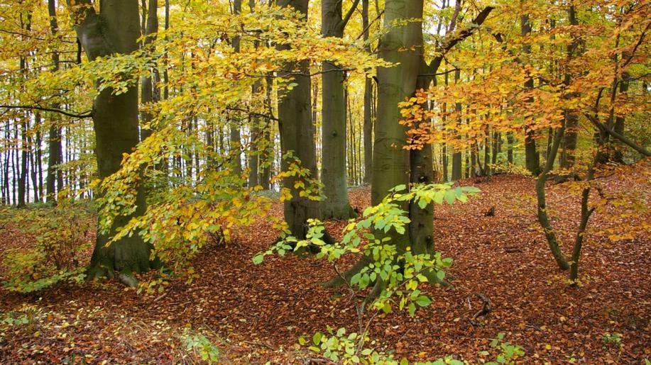 Vědci a lesníci hledají řešení problémů lesů ve výzkumných projektech