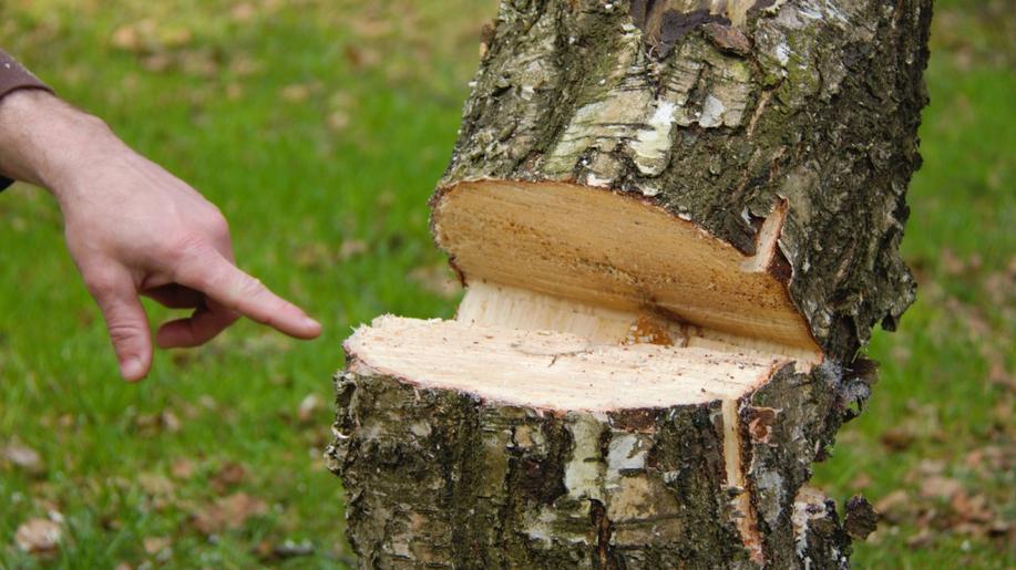 Stromy podél silnic stále především kácíme a jen výjimečně sázíme