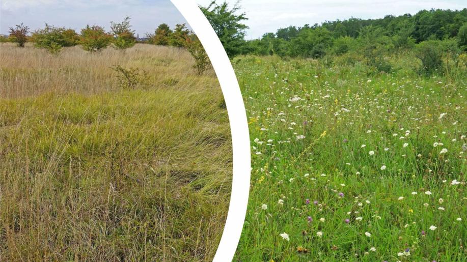 Neuvěřitelná proměna. Místo chudých trávníků stovky hektarů rozkvetlých luk Neuvěřitelná proměna. Místo chudých trávníků stovky hektarů rozkvetlých luk