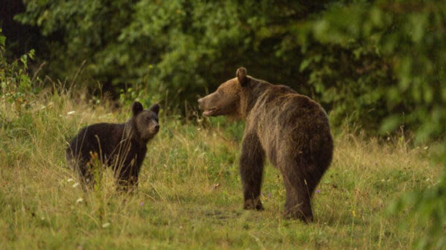 NaturaConnect: Protecting and connecting nature across Europe