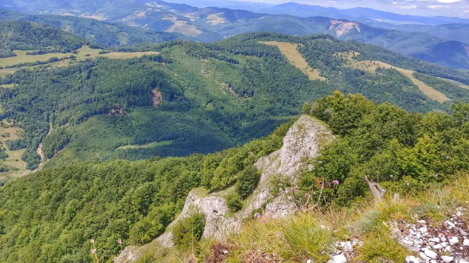 Jedle bělokorá může být klíčovou dřevinou budoucích lesů