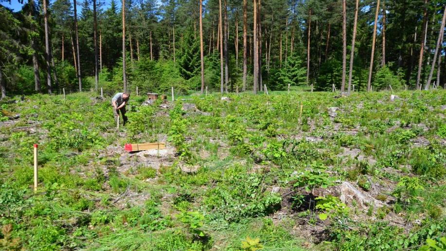 Nedostatek živin v lesních půdách ohrožuje zdravý růst budoucích lesů