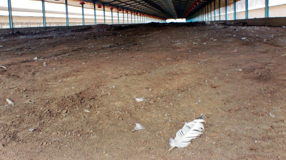 Veterináři vědí, co dělat s ptačí chřipkou. Jedině dodržování jejich doporučení ji umožní úspěšně potlačit