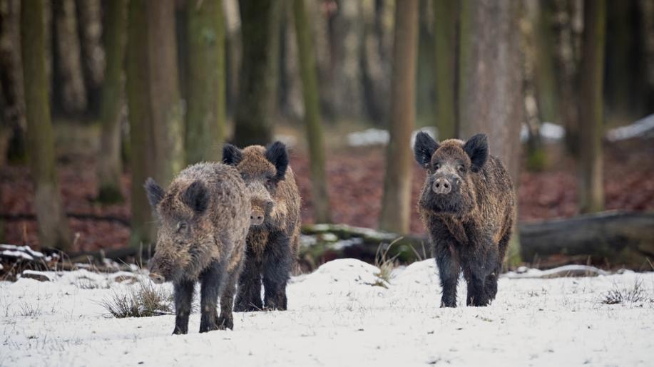 Mimořádné veterinární opatření k tlumení afrického moru prasat v Libereckém kraji: zmírňují se pravidla a proškolení myslivci mají povinnost intenzivně lovit prasata divoká