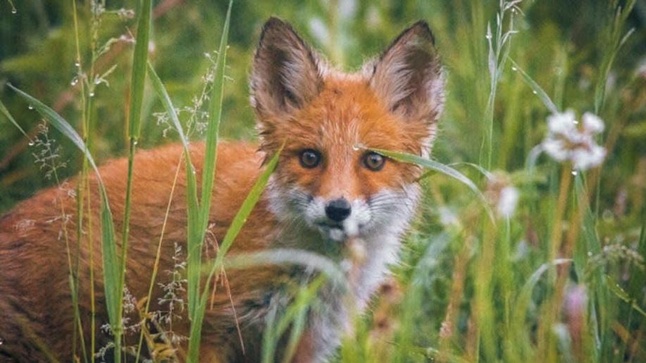Nature beyond biodiversity: why restoration matters