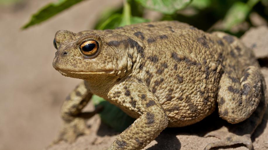 V Austrálii našli ropuchu vážící 2,7 kilogramu, mohla by být největší na světě