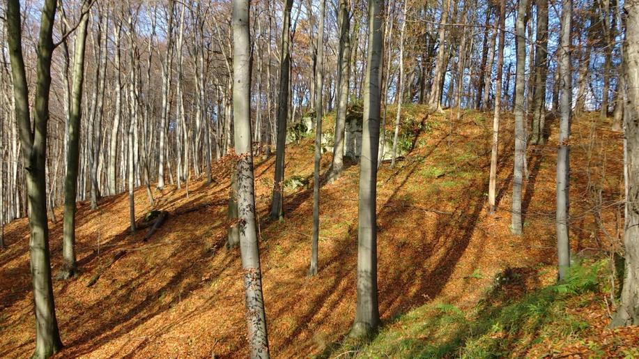 Přeměny lesů na přírodě bližší potrvají mnoho desetiletí