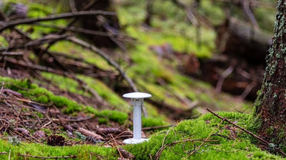 Vědci vytvořili unikátní mapy lesního mikroklimatu