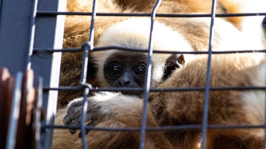 Ošetřovatelé v japonské zoo vyřešili záhadu početí osamělé giboní samičky