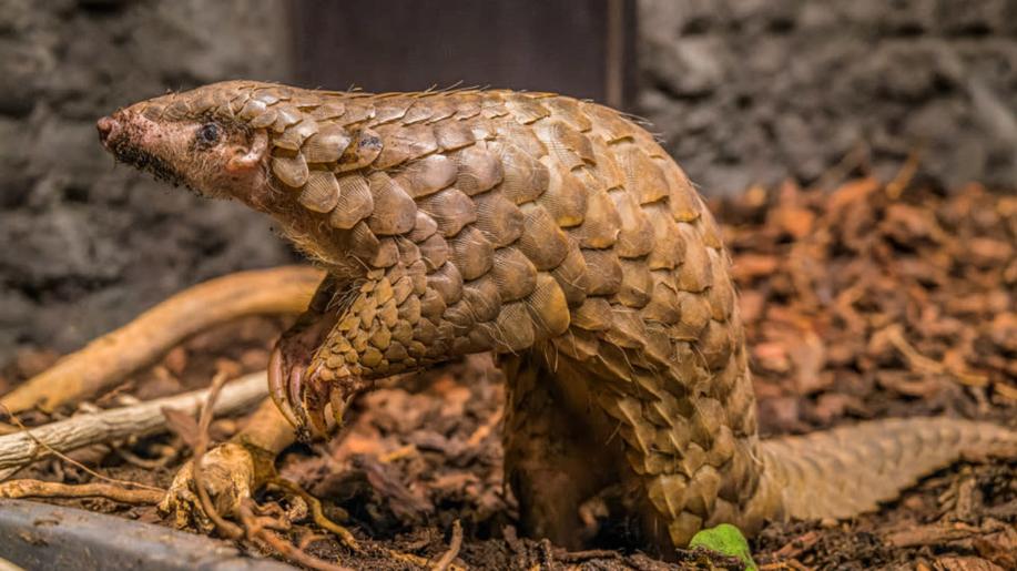 V pražské zoo se narodilo mládě luskouna, je první v Evropě