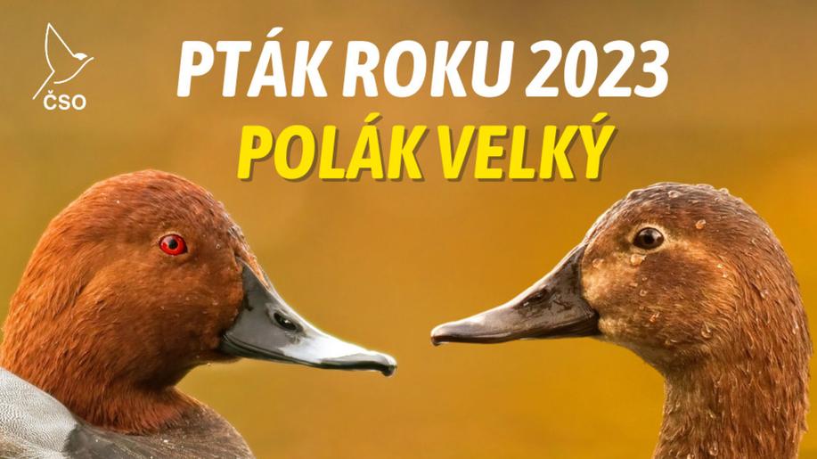 Pták roku 2023: polák velký