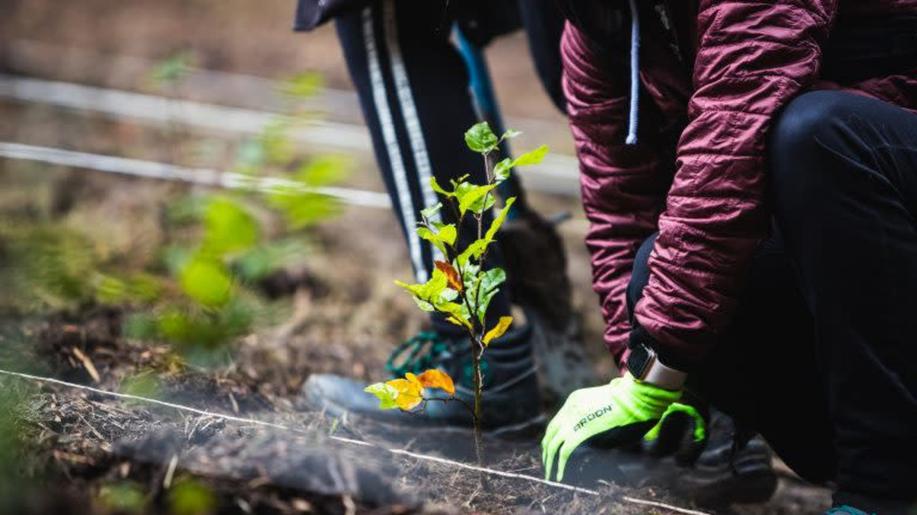 Lidé vysadili během Dne za obnovu lesa 29 tisíc stromků