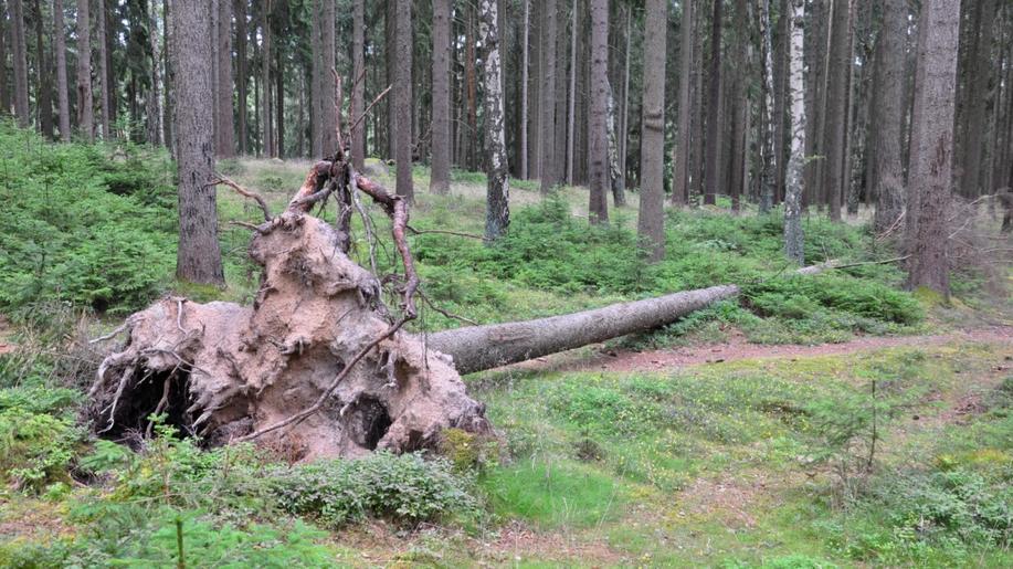 Zadržování vody v lesních půdách zlepšuje schopnost krajiny adaptovat se na změny klimatu